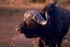 African Buffalo (Syncerus caffer)