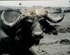 African Buffalo (Syncerus caffer)