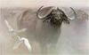 [Animal Art - Robert Bateman] African Buffalo (Syncerus caffer)  and egrets