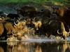 African Buffalo herd (Syncerus caffer)