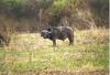 African Buffalo (Syncerus caffer)