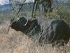 African Buffalo (Syncerus caffer)