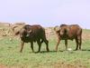 African Buffalo (Syncerus caffer)