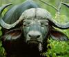 African Buffalo (Syncerus caffer)