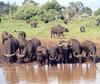 African Buffalo herd (Syncerus caffer)  - Masai Mara