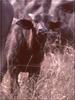 Cape Buffalo (Syncerus caffer caffer)