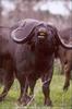 Cape Buffalo (Syncerus caffer caffer)