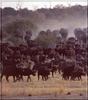 Cape Buffalo herd (Syncerus caffer caffer)