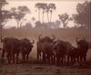 Cape Buffalo herd (Syncerus caffer caffer)