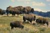 American Bison herd (Bison bison)