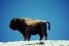 American Bison (Bison bison)