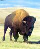 American Bison (Bison bison)