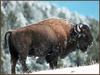 American Bison (Bison bison)