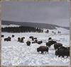 American Bison herd (Bison bison)