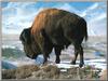 American Bison (Bison bison)