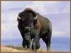 American Bison (Bison bison)