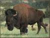 American Bison (Bison bison)