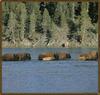 American Bison herd (Bison bison)