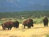 American Bison herd (Bison bison)