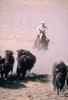 American Bison herd (Bison bison)