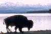 American Bison (Bison bison)