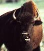 American Bison (Bison bison)