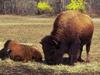 American Bison (Bison bison)