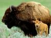 American Bison cow and calf (Bison bison)