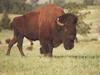 American Bison (Bison bison)