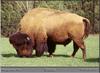 American Bison (Bison bison)