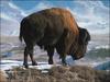 American Bison (Bison bison)