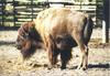 American Bison (Bison bison)