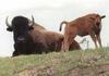 American Bison cow and calf (Bison bison)