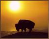 American Bison (Bison bison)  under sunset