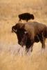 American Bison (Bison bison)