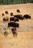 American Bison herd (Bison bison)