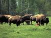 American Bison herd (Bison bison)