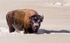 American Bison (Bison bison)  - Yellowstone National Park