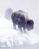 American Bison (Bison bison)  - Yellowstone National Park