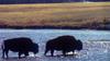 American Bison (Bison bison)  - Yellowstone National Park