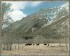 American Bison herd (Bison bison)