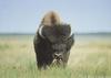 American Bison (Bison bison)  - Canada