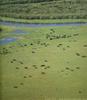 American Bison herd (Bison bison)  - Canada