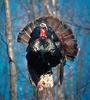 Wild Turkey (Meleagris gallopavo)