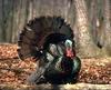 Wild Turkey (Meleagris gallopavo)