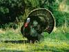 Wild Turkey (Meleagris gallopavo)