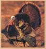 Wild Turkey (Meleagris gallopavo)