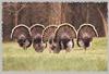 Wild Turkey flock (Meleagris gallopavo)