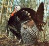 Wild Turkey (Meleagris gallopavo)