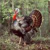 Wild Turkey (Meleagris gallopavo)